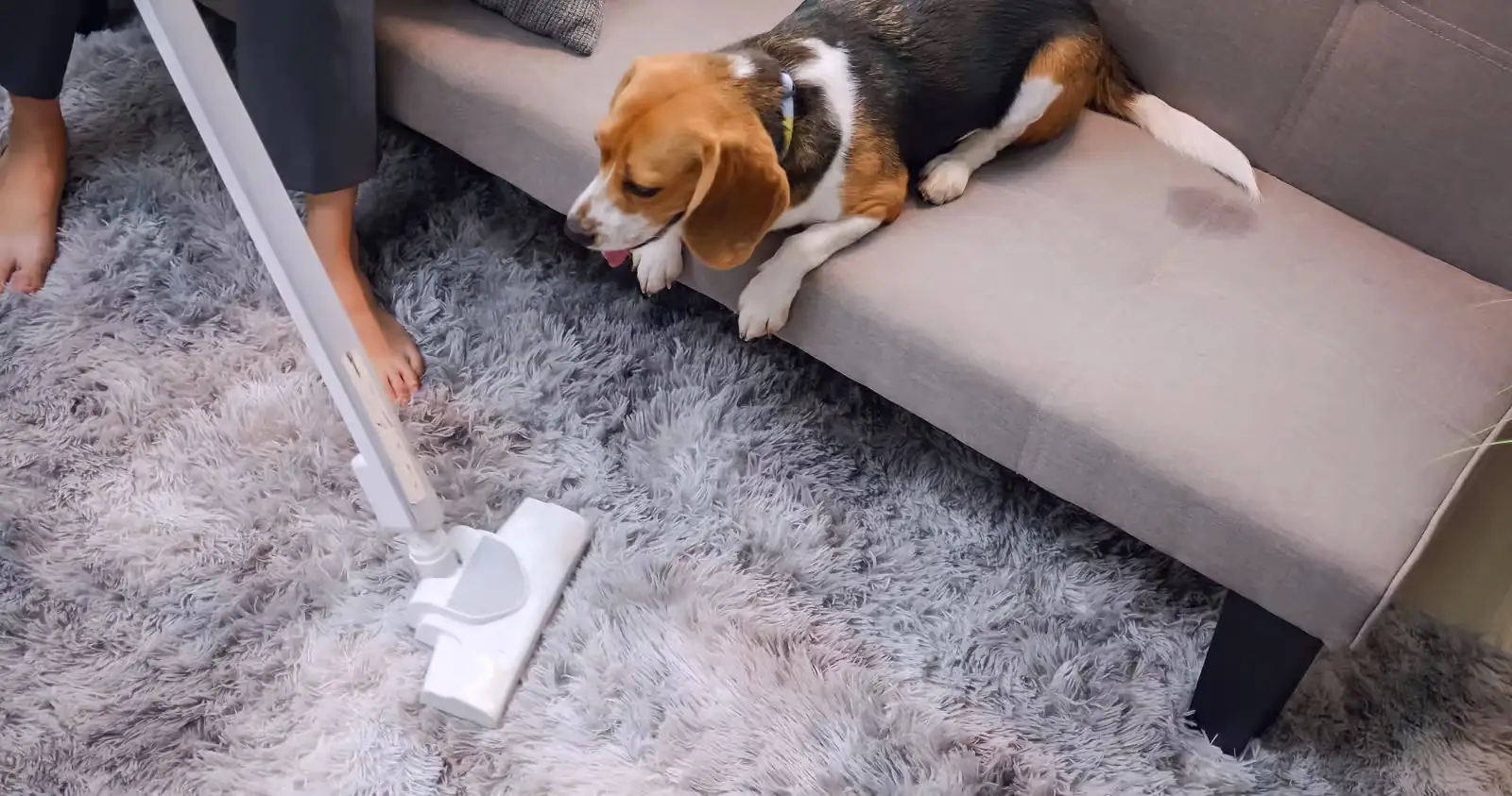 How to remove pet odors from carpets