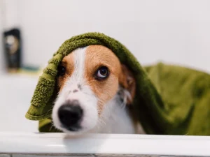 How Often to Express Your Dog’s Glands for Happier Pet